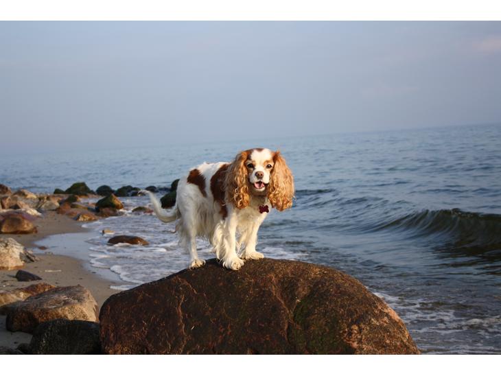 Cavalier king charles spaniel Angel - På Bjørnebæk strand nyder Angel udsigten fra en sten ;) billede 1