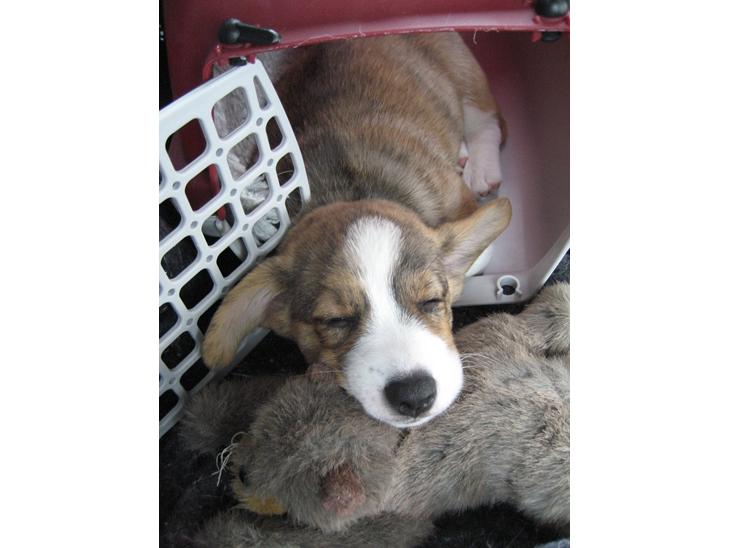 {{currentPhoto.altText}} billede {{currentPhoto.number}}