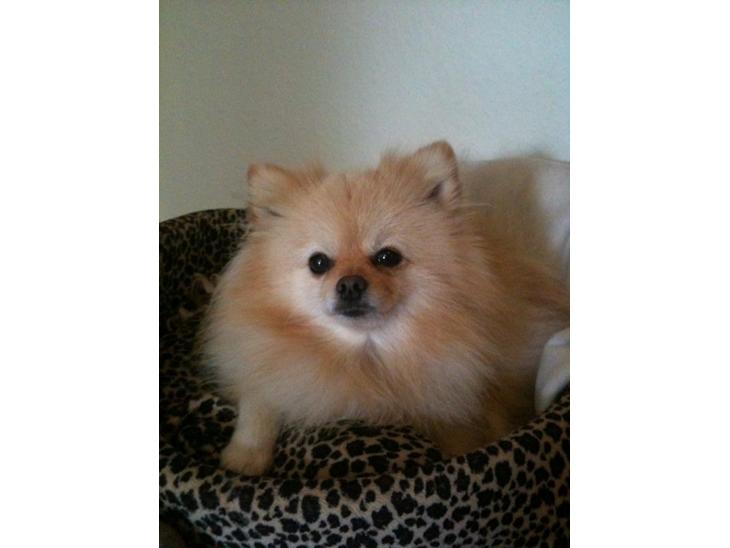 {{currentPhoto.altText}} billede {{currentPhoto.number}}