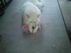 Blanding af racer Simba/simmergøj *RIP 26/6-2012*