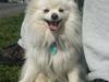Blanding af racer Amaiya <3 Himmelhund <3