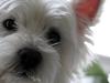 West highland white terrier Gucci