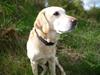 Labrador retriever Chili