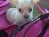 Chihuahua Simon