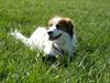 Kooikerhondje Kooijoy Garlic