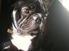 Fransk bulldog Zeus