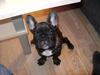 Fransk bulldog Tino [ Himmelhund]