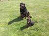Rottweiler Diesel