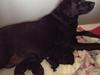Labrador retriever Diva