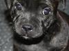 Staffordshire bull terrier Tiki