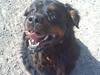 Rottweiler Daone [Tidl. hund]