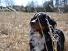 Berner sennenhund Abbie