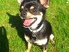 Chihuahua Tino