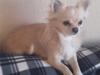 Chihuahua Timon [ Himmelhund]