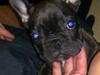 Fransk bulldog Alfonce