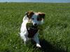 Kooikerhondje Henrikkes Klokkeblomst