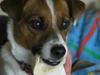 Jack russell terrier * Frida *