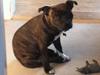 Staffordshire bull terrier Freja
