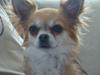 Chihuahua Wito vom haus Buve [Tidl. hund]