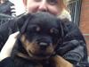 Rottweiler Laica