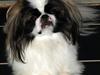 Pekingeser Morgan