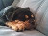Olde english bulldogge ozzy
