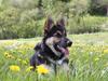 Schæferhund | Coco