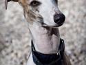 Whippet Sharqiyas Womanizer (Cash)