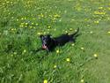 Blanding af racer Labrador/Samojede; Gia