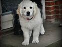 Golden retriever Julius | VBH <3