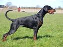 Dobermann Dobergaarden Forever Caya Carisma