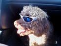 Lagotto romagnolo Sisse