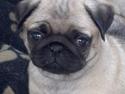 Mops Chanel