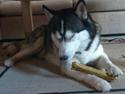 Siberian husky Kenzo