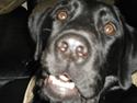 Labrador retriever Anton