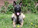Malinois Malthe (Søholm's Funny Boy)