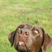 Labrador retriever Bailey The Brownie