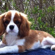 Cavalier king charles spaniel Murnley´s Bijou Avenue - Bijou