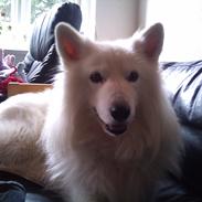 Blanding af racer Simba/simmergøj *RIP 26/6-2012*