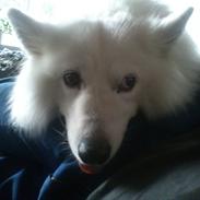 Blanding af racer Simba/simmergøj *RIP 26/6-2012*