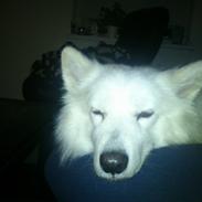 Blanding af racer Simba/simmergøj *RIP 26/6-2012*