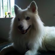 Blanding af racer Simba/simmergøj *RIP 26/6-2012*