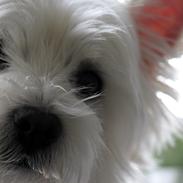 West highland white terrier Gucci