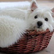 West highland white terrier Gucci