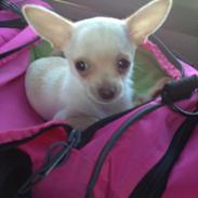 Chihuahua Simon