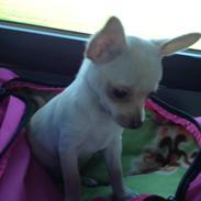 Chihuahua Simon