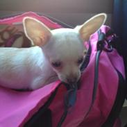 Chihuahua Simon
