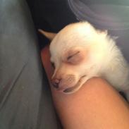 Chihuahua Simon