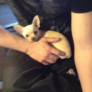 Chihuahua Simon