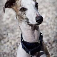 Whippet Sharqiyas Womanizer (Cash)